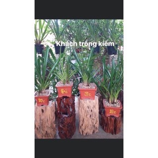 phong Lan kiếm lá cứng