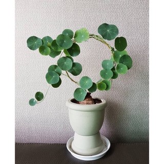 Củ bình vôi thái.