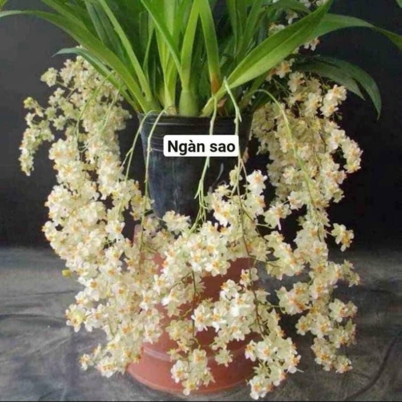Hoa Lan vũ nữ ngàn sao(thơm nức mũi-1 khóm 2-3 cây)