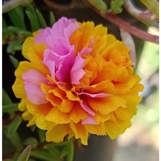 Giống hoa mười giờ cánh kép nhập khẩu mỹ