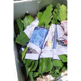 Hoa đại Nhật Quỳnh(1 lá)