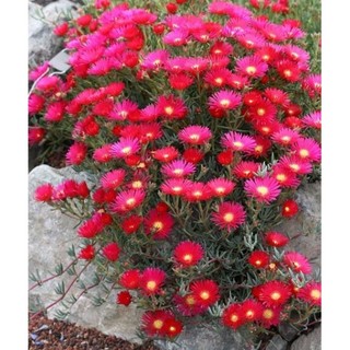 Cây Giống Hoa MƯỜI GIỜ NHẬT (1 bó 20 cây)