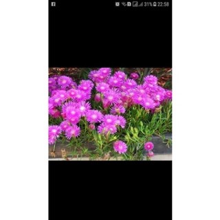 Cây Giống Hoa MƯỜI GIỜ NHẬT (1 bó 20 cây)