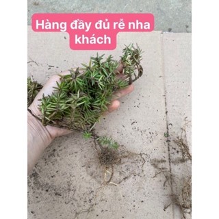 hoa 10h nam phi ( 1 khóm cuối hình)