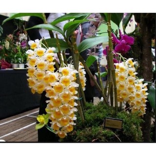 Hoa Lan Kiều Vàng(1 khóm)