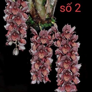 Củ hoa địa Lan luân(1 củ to)hoa Tết