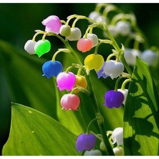Chuẩn hoa tết 🌸hạt giống hoa #linh #lan