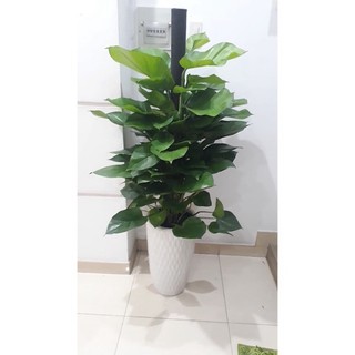 Cây trầu bà leo