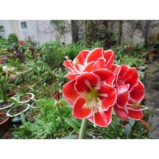 Củ hoa Lan Huệ cánh kép