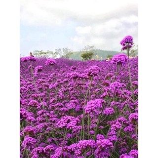 Hoa 🌹 tết 🌸hạt giống cỏ roi ngựa