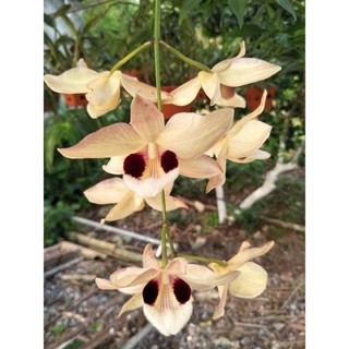 Hoa Lan Hoàng Thảo Thái Bình(khóm 60cm)