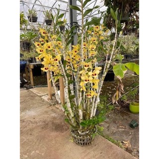 Hoa Lan Hoàng Thảo Thái Bình(khóm 60cm)