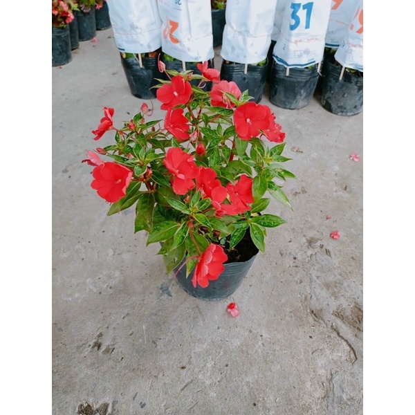 Cây mai dạ thảo/mai địa thảo ƯA NĂNG BÁN PHẦN - GIAO MÀU NGẪU NHIÊN