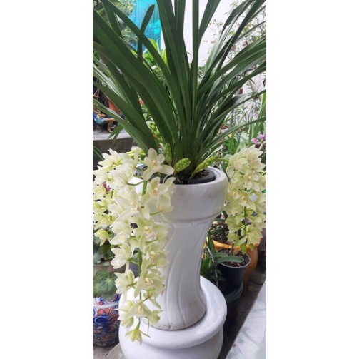 Địa lan sato (1cây y hình cuối )