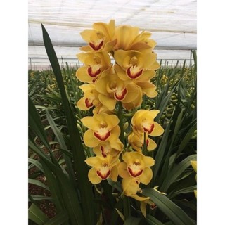 Địa lan sato (1cây y hình cuối )