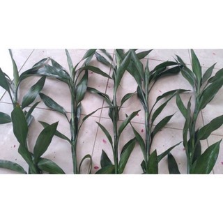 Cành phát lộc (1 cành)