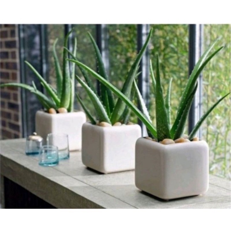 Cây Nha Đam Aloe(lô hội)