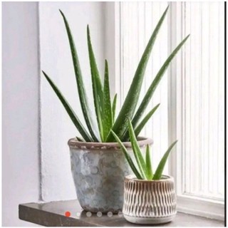 Cây Nha Đam Aloe(lô hội)