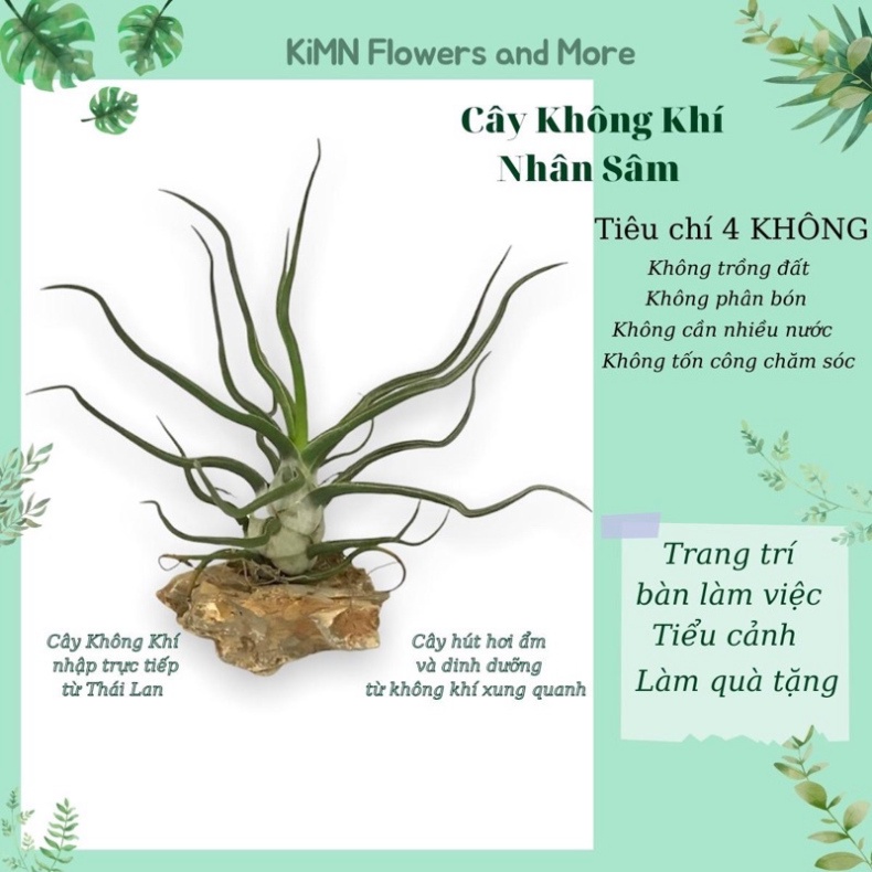 Cây không khí Nhân Sâm - Cây cảnh mini trang trí nhà cửa, quán cà phê, văn phòng hoặc để bàn làm việc