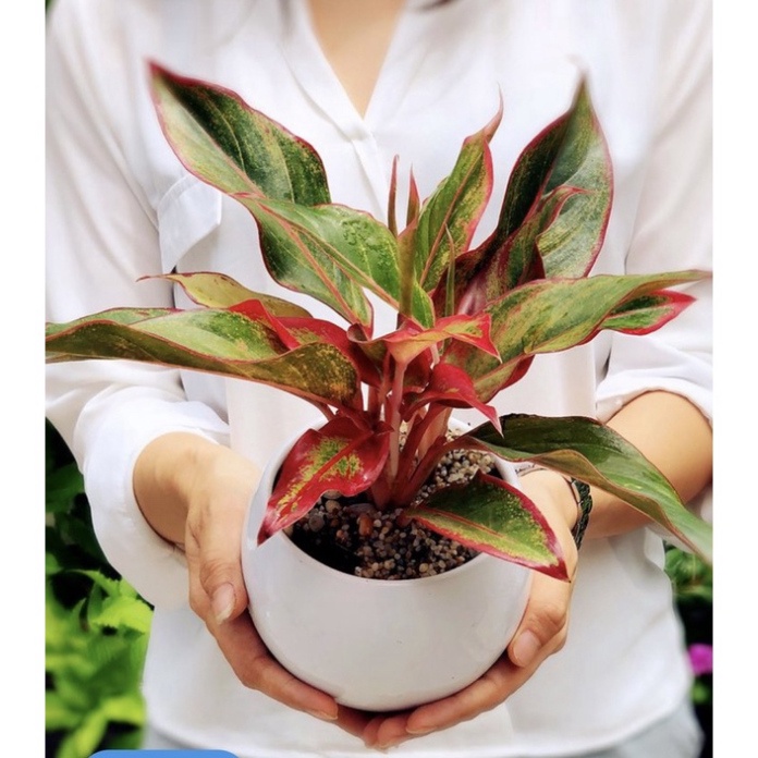 Cây phú quý để bàn trồng thuỷ sinh được