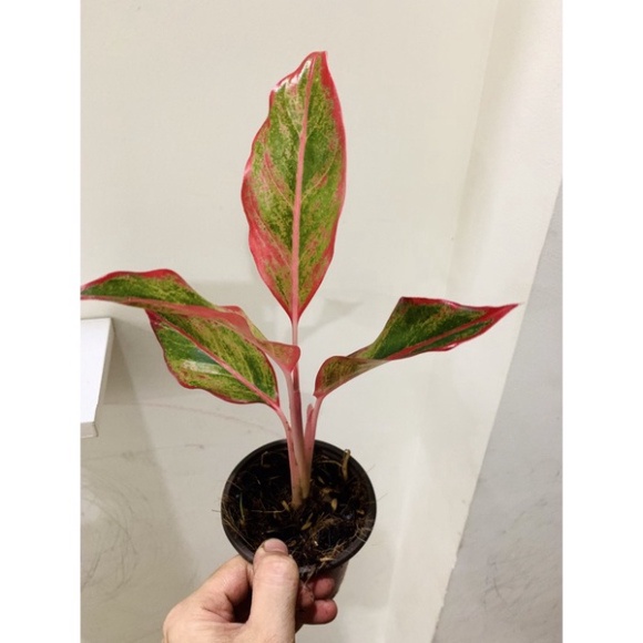 Cây phú quý để bàn trồng thuỷ sinh được