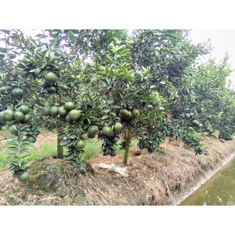 Phân nuôi trái lớn trái chống rụng trái đẹp trái gói 100gram pha 100 lít nước