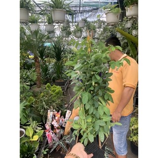 Cây giống Hoa Đậu Biếc
