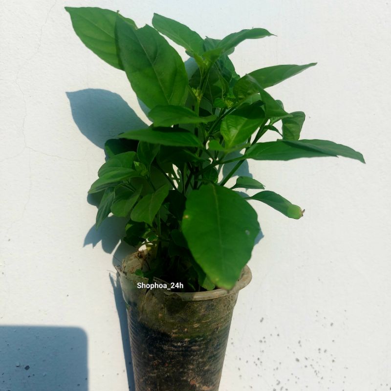 Cây rau bồ ngót nhật