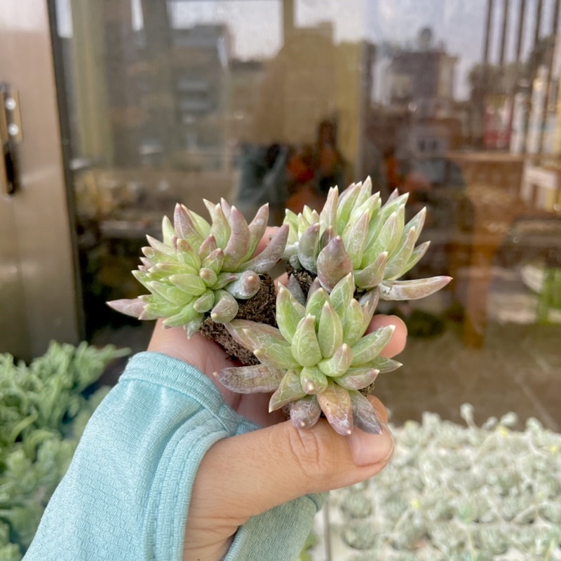 Sen Đá Vuốt Kim Cương Mini