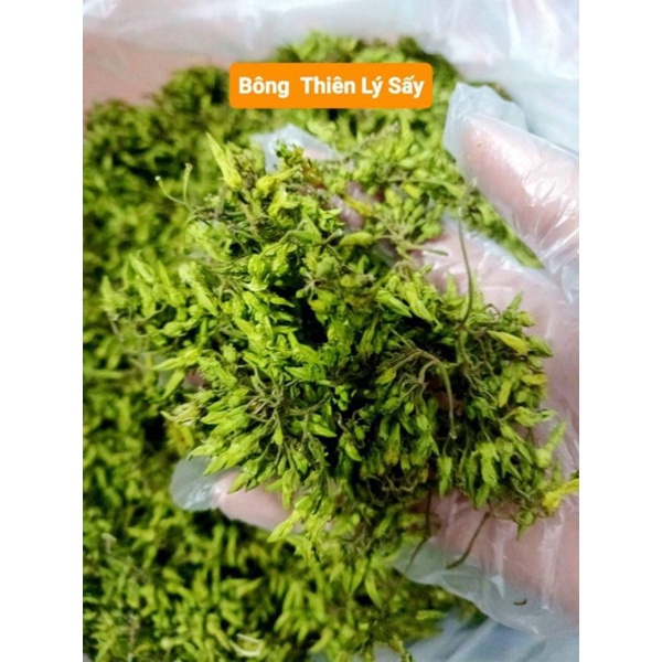 BÔNG THIÊN LÝ SẤY