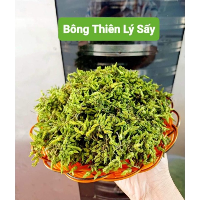 BÔNG THIÊN LÝ SẤY
