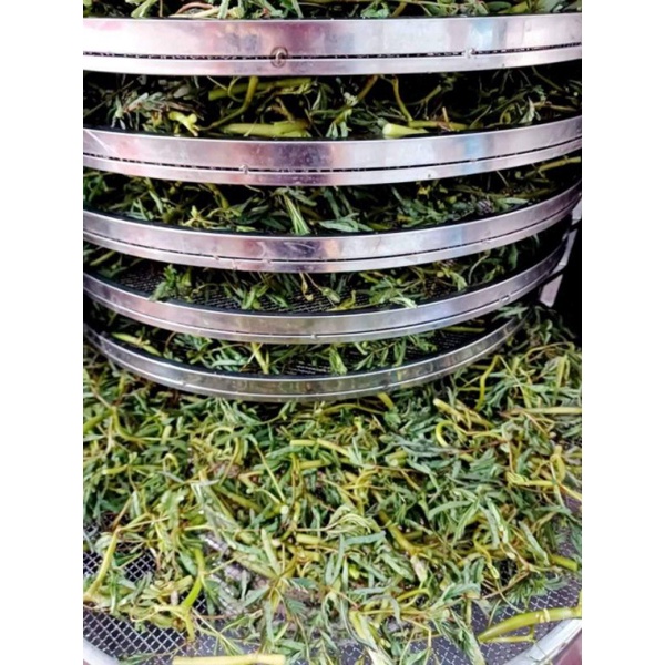 RAU NHÚT SẤY XUẤT KHẨU