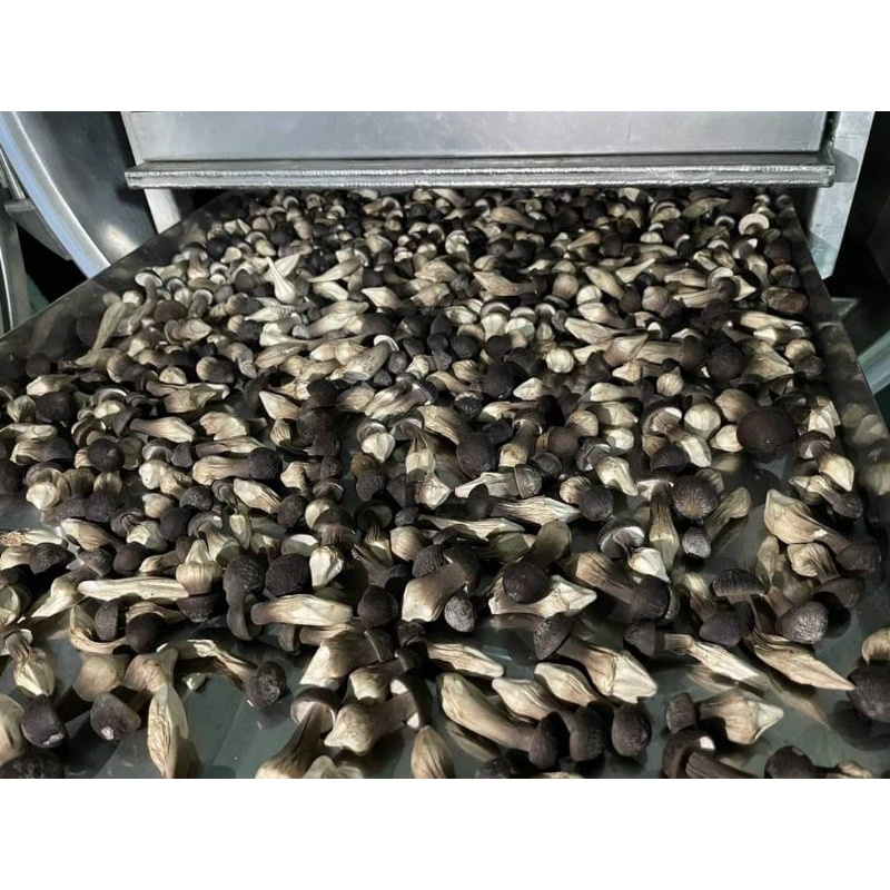 NẤM MỐI SẤY THĂNG HOA