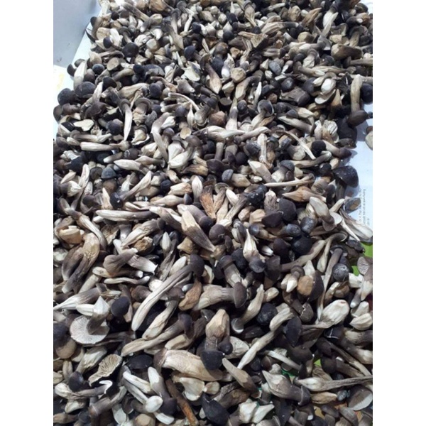 NẤM MỐI SẤY THĂNG HOA