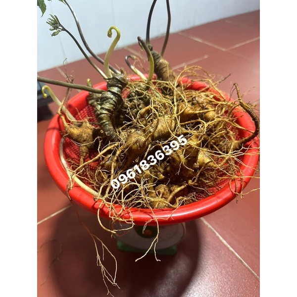 Sâm Ngọc Linh chuẩn ADN núi Ngọc Linh tỉnh Kon Tum