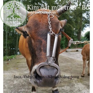 Kìm dắt mũi trâu bò thép cacbon nặng 600gr