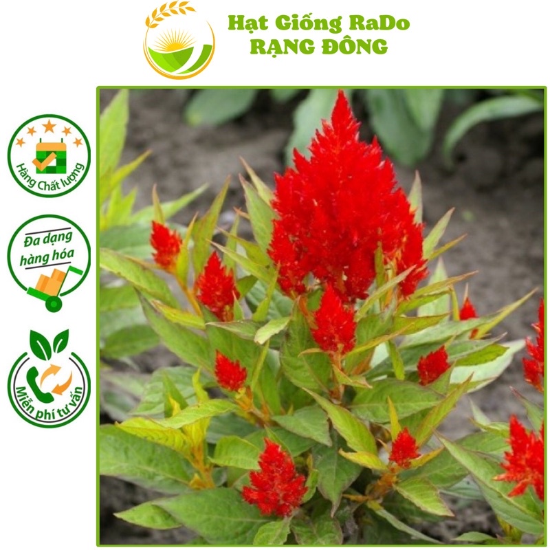 Hạt Giống Hoa Mào Gà Đuôi Phụng RD 815 (Gói 0.1gram) Hạt Giống Rạng Đông