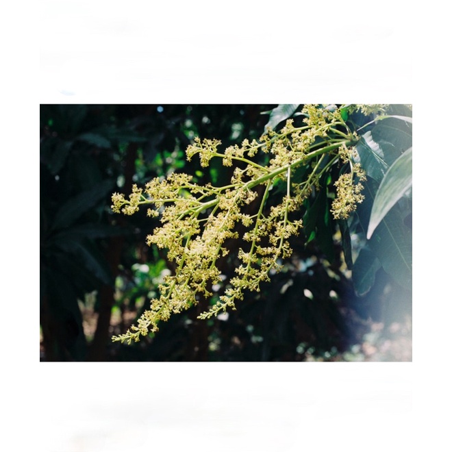 Kích bông Super DH 05 siêu kích bông chống chai đầu đọt, đánh thức mầm ngủ