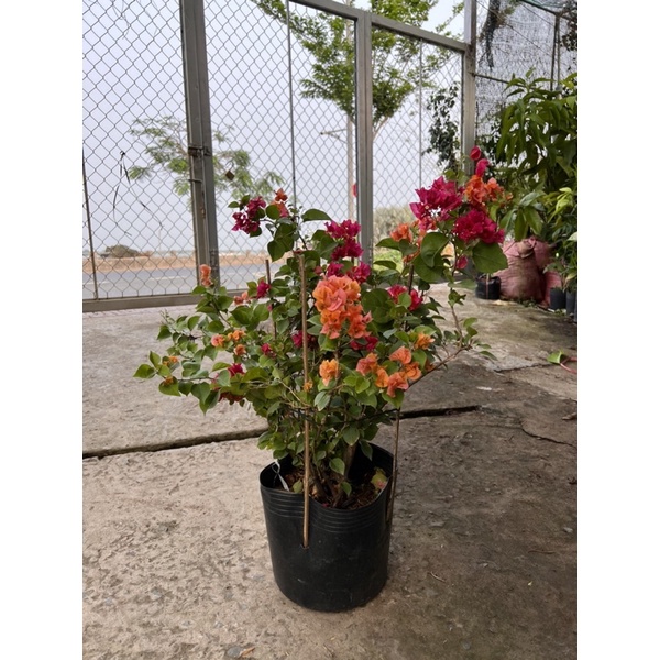 Cây hoa giấy 3 màu cam hồng đỏ