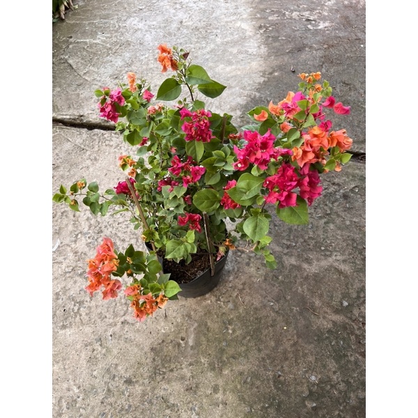 Cây hoa giấy 3 màu cam hồng đỏ