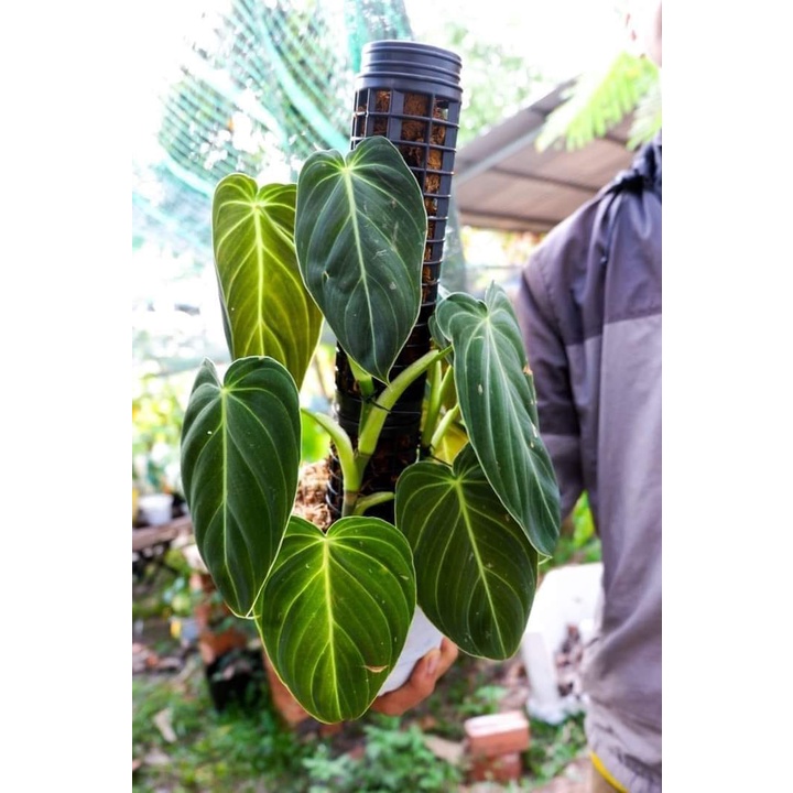 Trầu bà Philodendron Melano_Cây decor