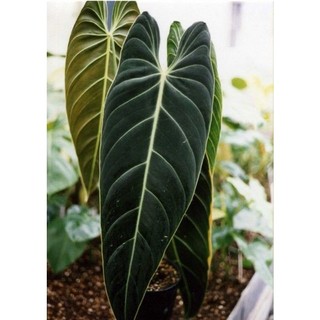 Trầu bà Philodendron Melano_Cây decor