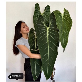 Trầu bà Philodendron Melano_Cây decor
