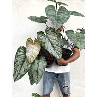 Cây-trầu- bà-Philodendron-Brantianum-Cây-xanh-Decor-Cây-trong-nhà-Indoor-plants