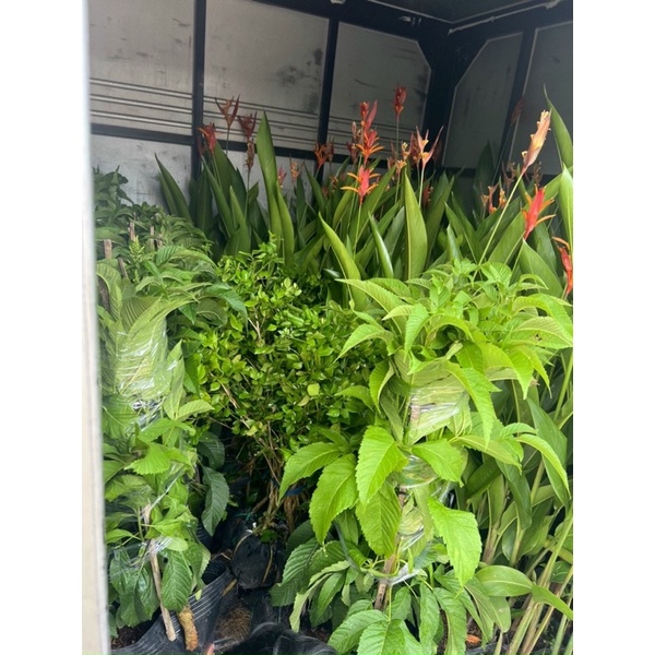 Cây chuối mỏ két - hoa thiên điểu siêu đẹp nhà vườn DUY ĐẠT - HÌNH THẬT CHỤP TẠI VƯỜN