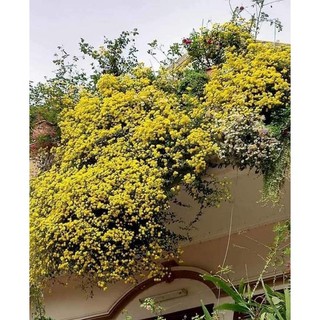 cúc rủ vàng cây cao 5_8cm
