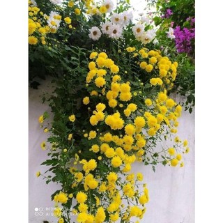 Cúc rủ vàng cây cao 5_8cm