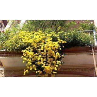 cúc rủ vàng cây cao 5_8cm