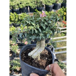 Cây hồng ngọc mai size mini