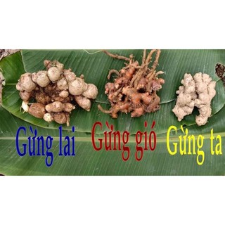 Củ gừng gió